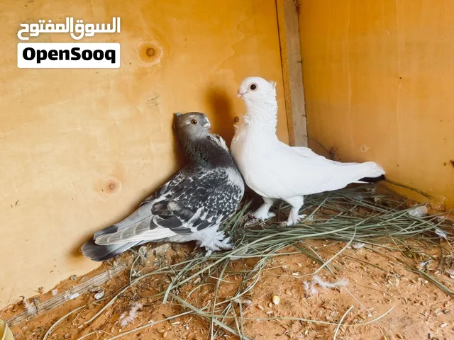 كوبيه مصري منتجه