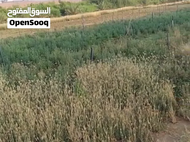 مزرعه للبيع في محضه السميني قريب مركز المدام الحدودي