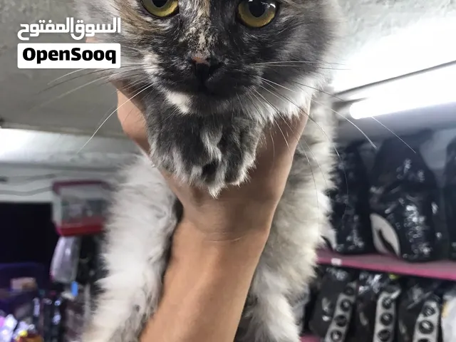 بنوته بيرشن سموك مميزات اللهم بارك 3شهور لعبيه ومتعوده عاللتر بوكس