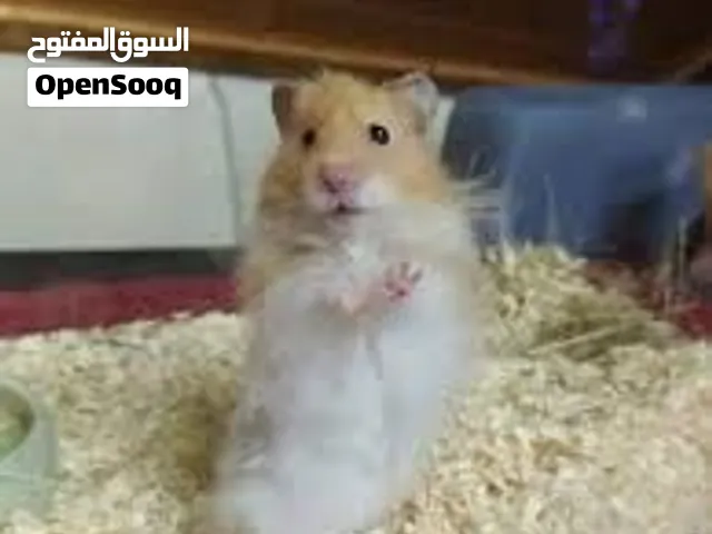 هامستر اناتي