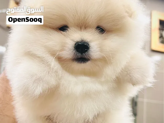 Pomeranian puppies
