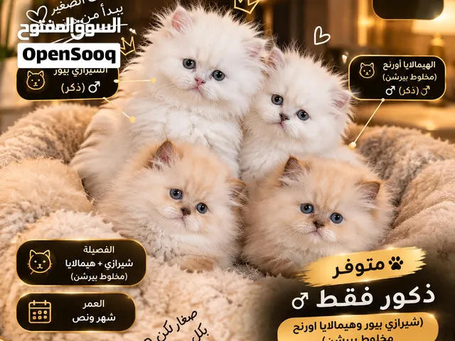 قطط ذكور بالوان مختلفه عمر شهرين