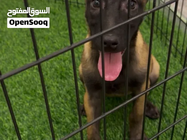 نثية مالينوا 90 يوم