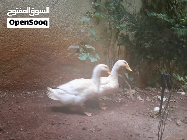 بط عدد 2 للبيع