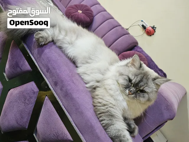 قطه للتبرع