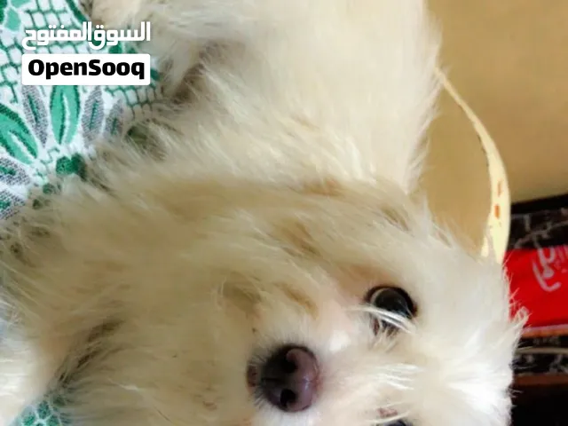 كلب جيرفون فرنساوي