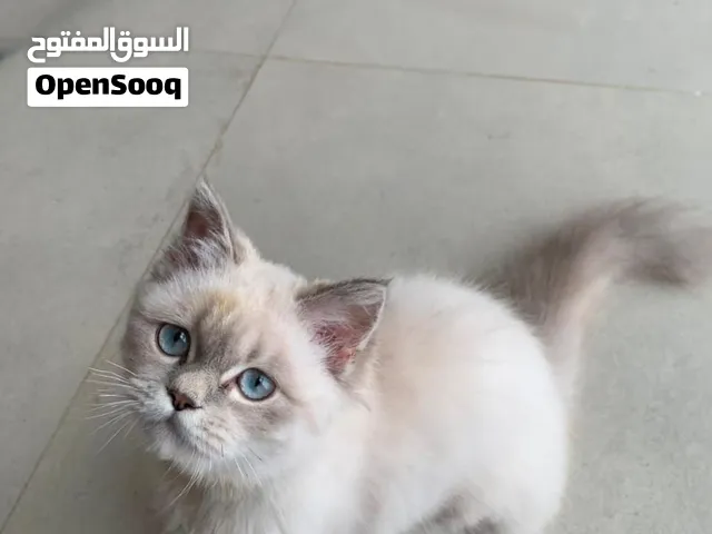 قطة همالايا بوشار جميلة جداً بعيون زرقاء العمر 4 شهور