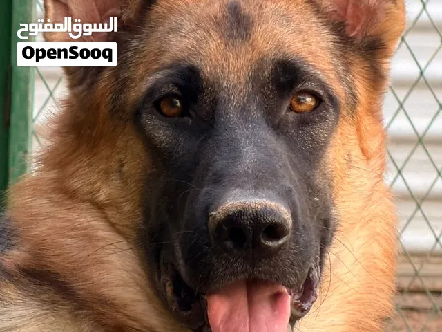 للبيع انثي جيرمن شيبرد مديم هير