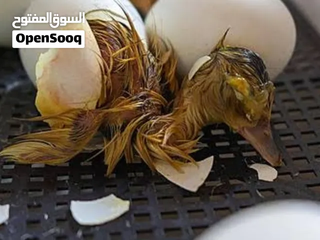 بيض بش مصري للتفقيس