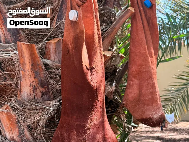 سعن لبيع من جلد اغنام 100%