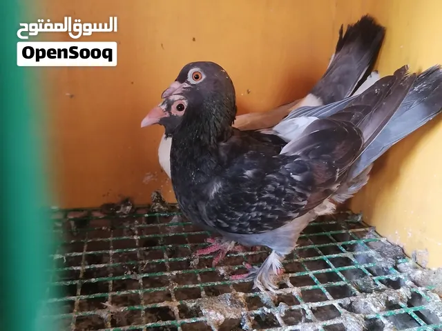 زوج حمام مصوقر ان شاء الله للبيع مكان الخمس