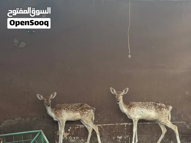حلال للبيع
