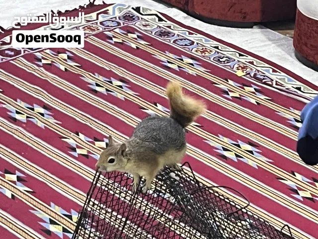 سنجاب اليف كلش