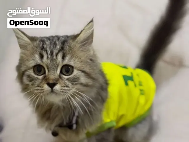 قط شيرازي اللبيع _العامرات
