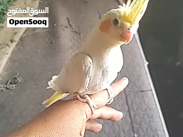 بغبغاء كوكتيل