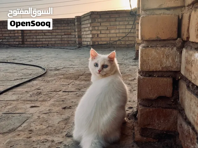 قطة شيرازي أنثى بيضاء وعيون بحرية للبيع