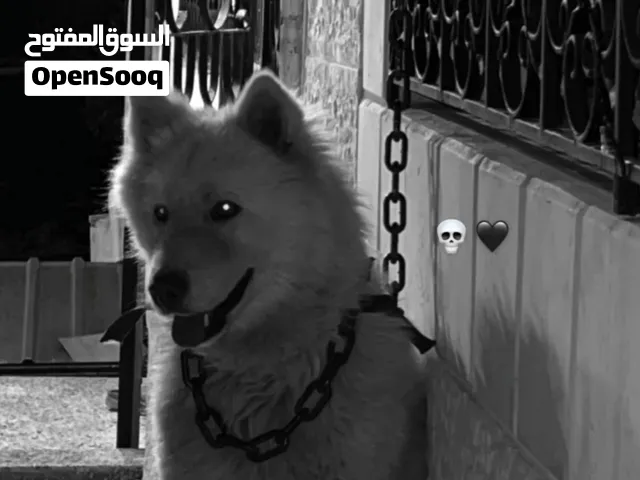 إربد - بيت راس