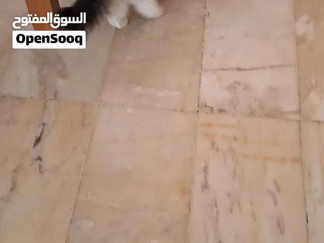 قطه للتبني