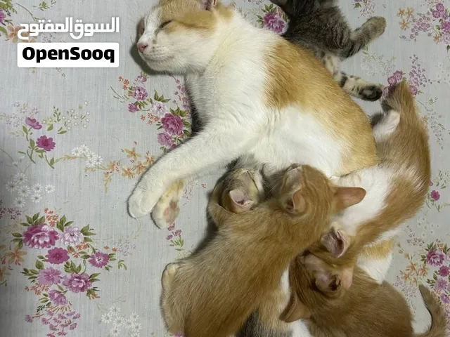 Mum & Kittens Looking for Loving Homes – Sohar, Oman