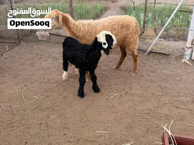 للبيع جاعده كشميرية تحتها كبش الضرع و الأسنان طيبه