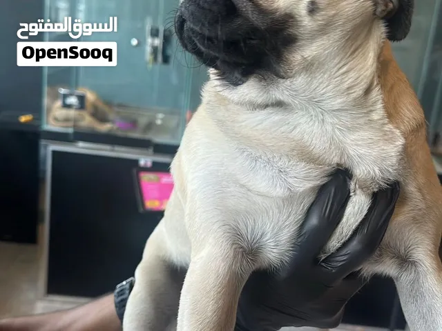 كلب باغ مستورد من روسيا انثى عمرها 5 شهور A dog that is imported from Russia, a female 5 months old