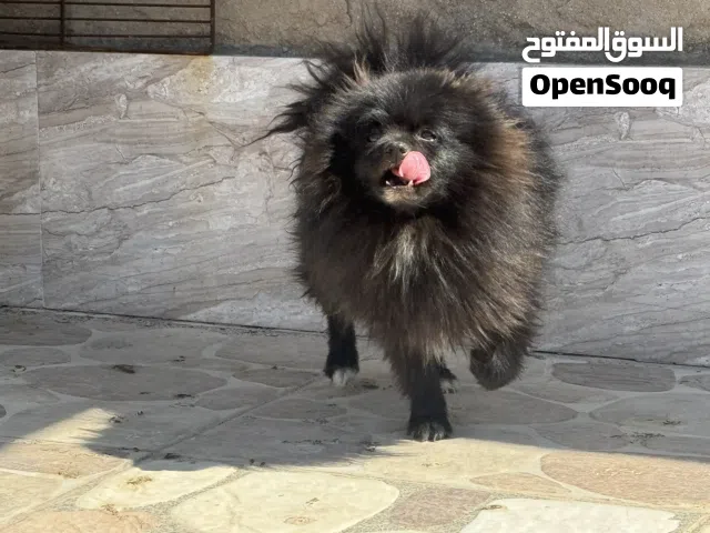 كلب للبيع