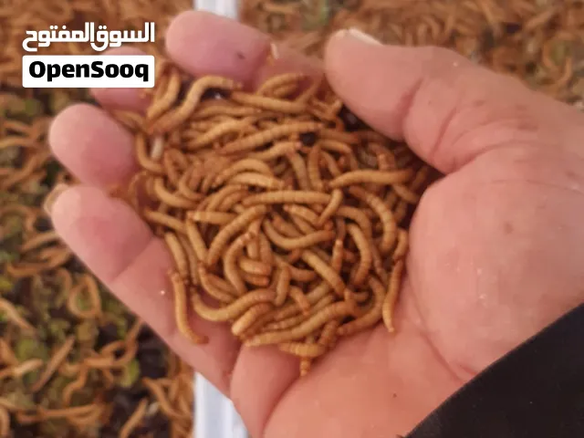 دود قبابي للطيور والاسماك