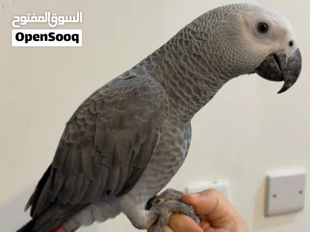 كاسكو بصحه جيده جدا اليف و لعوب و يتكلم و ريشه مرتب العمر 10 شهور