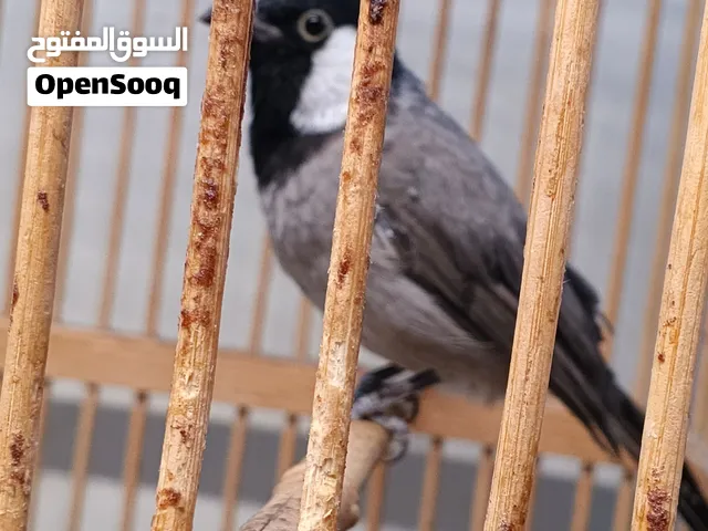 بلبل ربه ياكل من الايد هوا والقفص 75مكاني البصره مشراق القديم تريد تشوفه راسلني وتساب