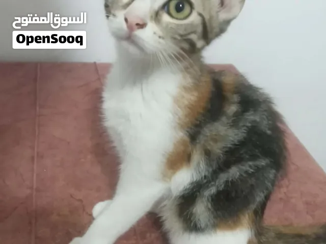 قط عمره 3 شهور ونص زوز انتايات معا بعض بيع