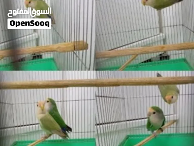 للبيع عصافير روز صحتهم متتازه السعر