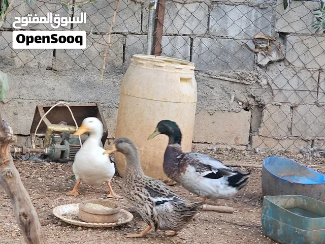 بط للبيع بالحصن