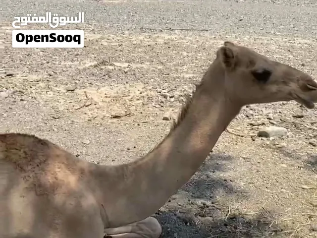 ناقه للبيع طيبه