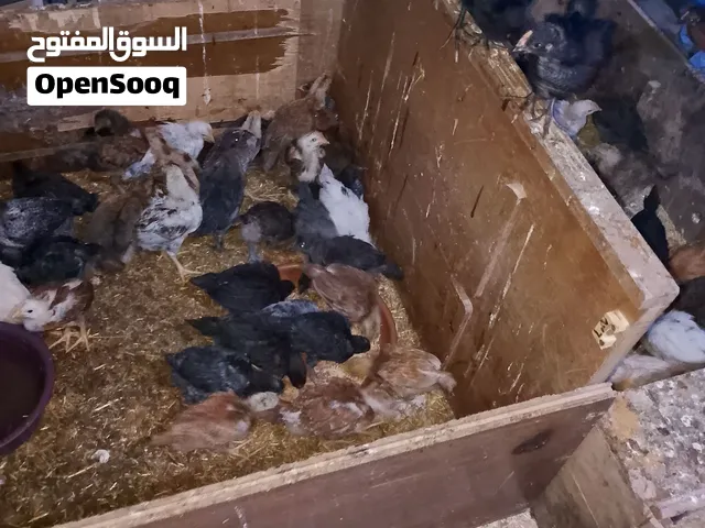 موجود صيصان بلدي عمر 40 يوم بالصلاه على النبي السعر حرق
