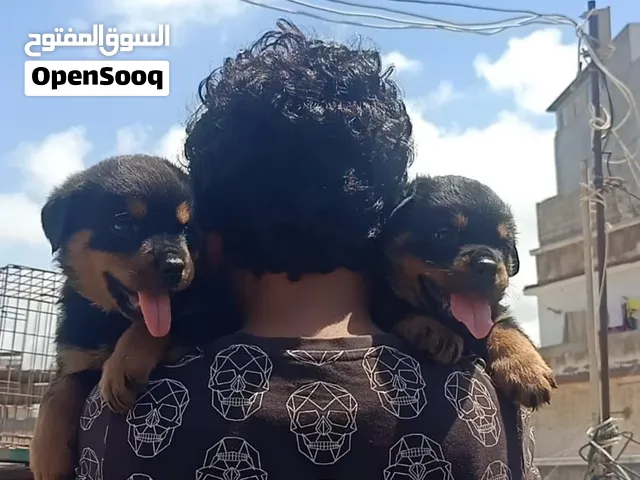 اجمل جراوى روت وايلر بيور بنت وولد عمرهم 50 يوم