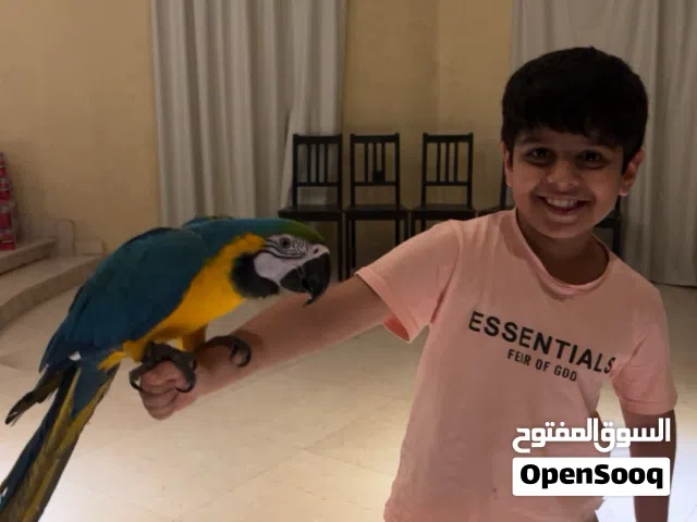 مكاو بلو اند قولد