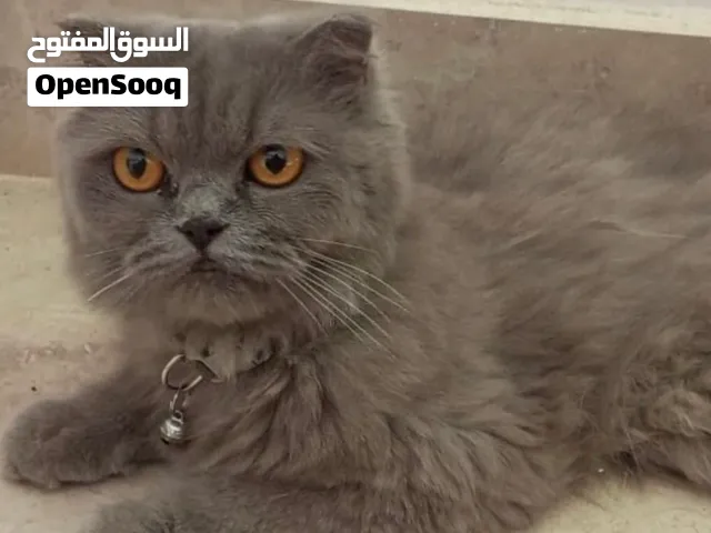 قطة انثى مميزة للتبني