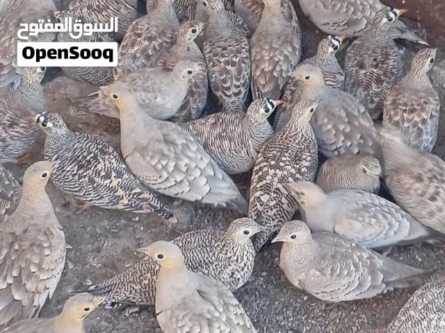 للبيع طيور بريه لاصحاب المحميات
