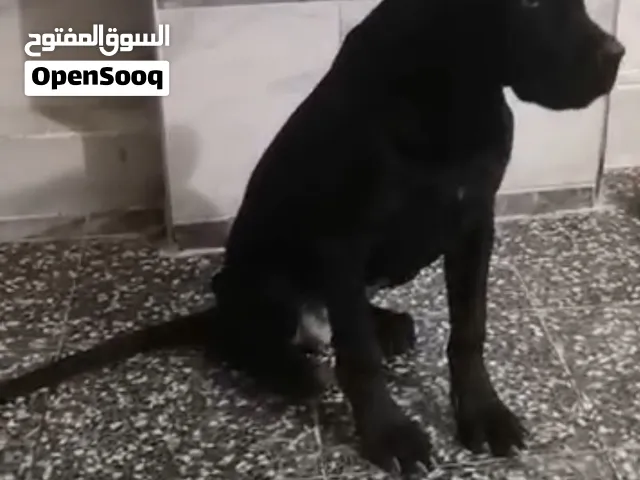 كلبه كين كورسو