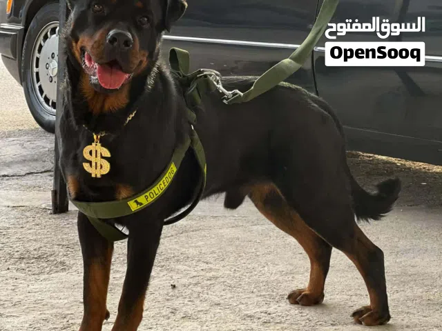 كلب رت وايلر للبيع