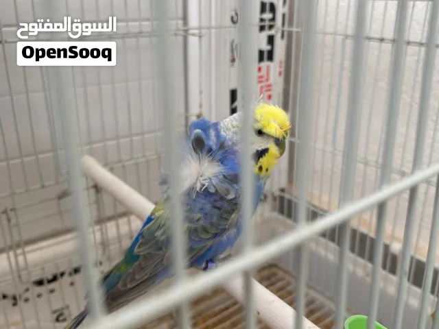 عصافير للبيع