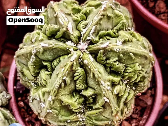 مجموعة متنوعة من الصباريات والنباتات العصارية