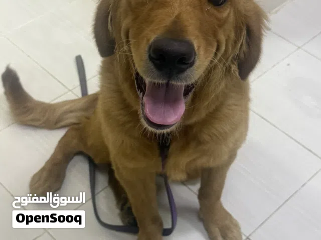 كلب جولدن ذكر