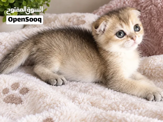 سكوتش جولدن