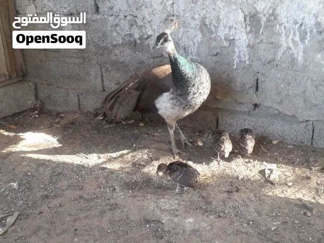 طاوص بتلاته فروخ ونتايه بحاله ممتازه ربي يبارك