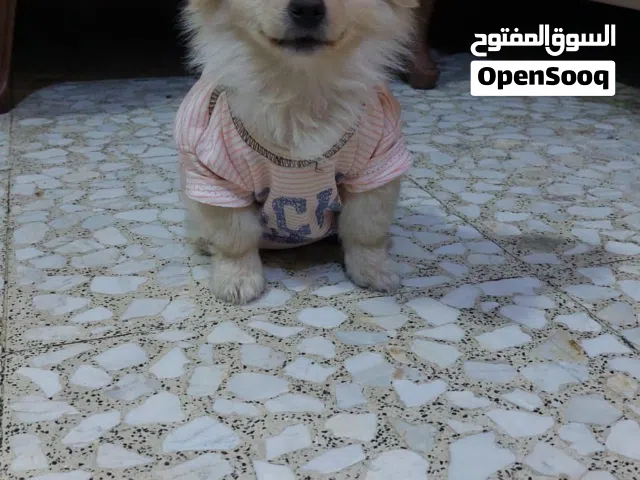كلب للبيع هجين لولو فوكس وبومرينيو