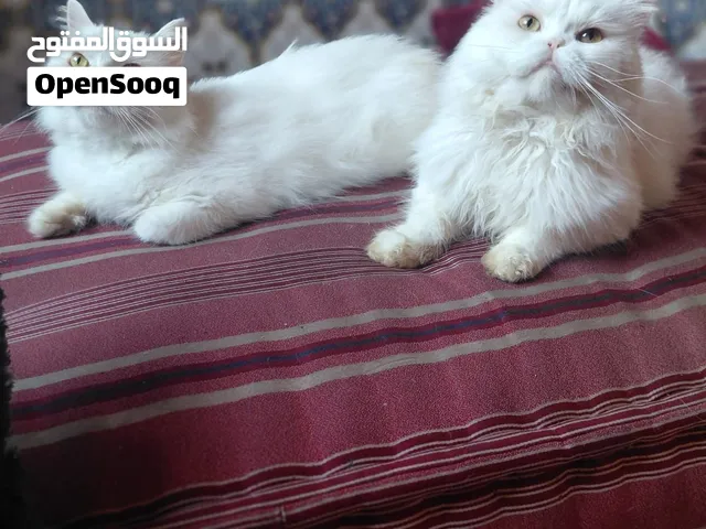 قطط شيرازي جميلة وهادئة للبيع في الدارالبيضاء