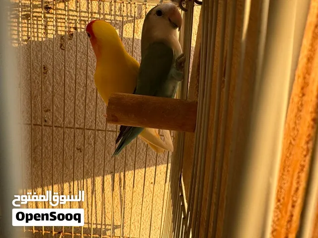 3 Love Birds