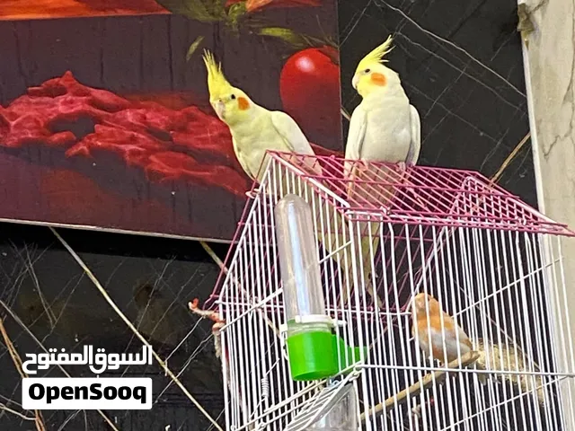 زوج كوكتيل جاهز للتبيض سعر مناسب تجي و تدلل