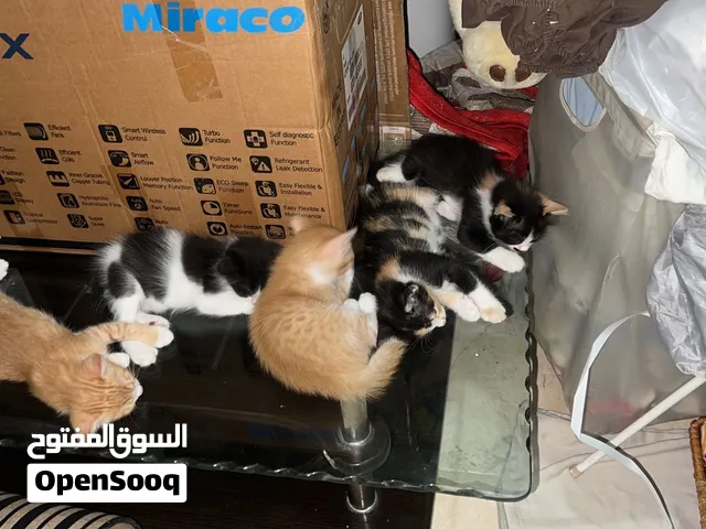 لتبنى العمر شهرين هادى وبيحب اللعب وشقى كل حاجه وعكس بعضها متعود ع الليتر  وبياكل اكل البيت حبيبيى